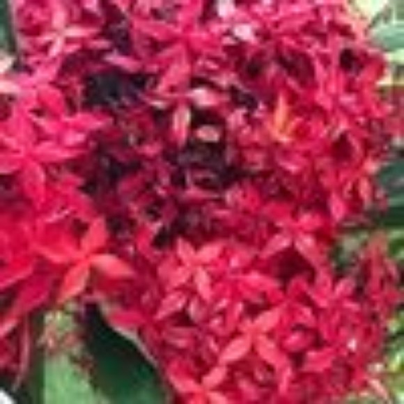 Meet your Posher, Thụy vân - Picture 1 of 1